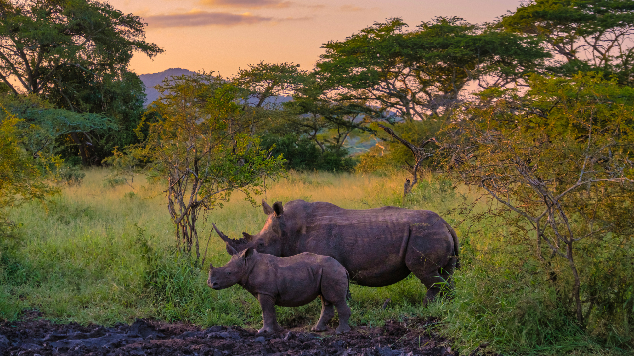 Rhino